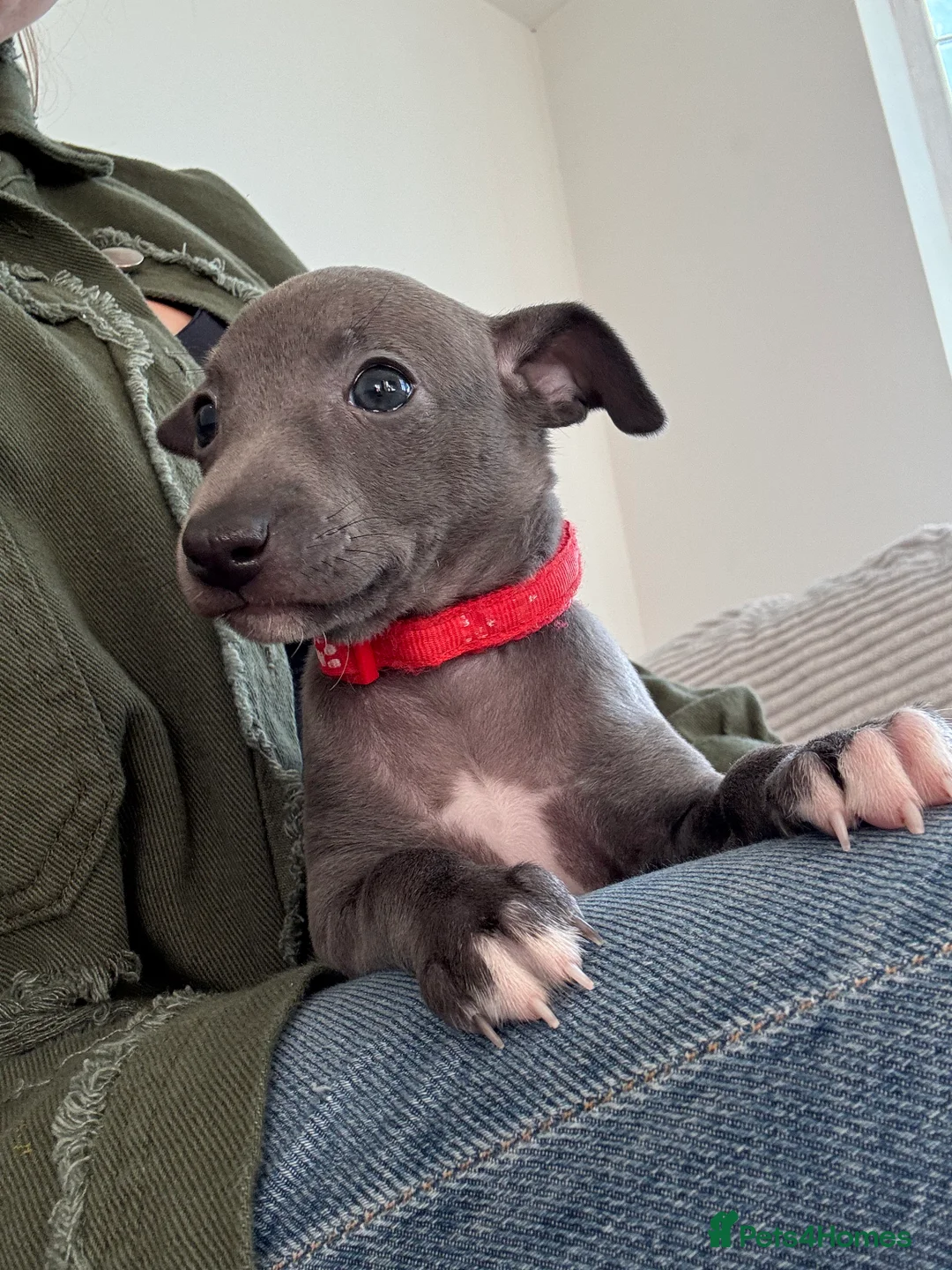 Italian Greyhound dogs for sale: KC registered blue Italian greyhounds for sale - Advert 20