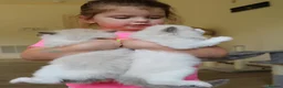 Ragdoll cats for sale: purebred Ragdoll kittens for sale  - Advert 9