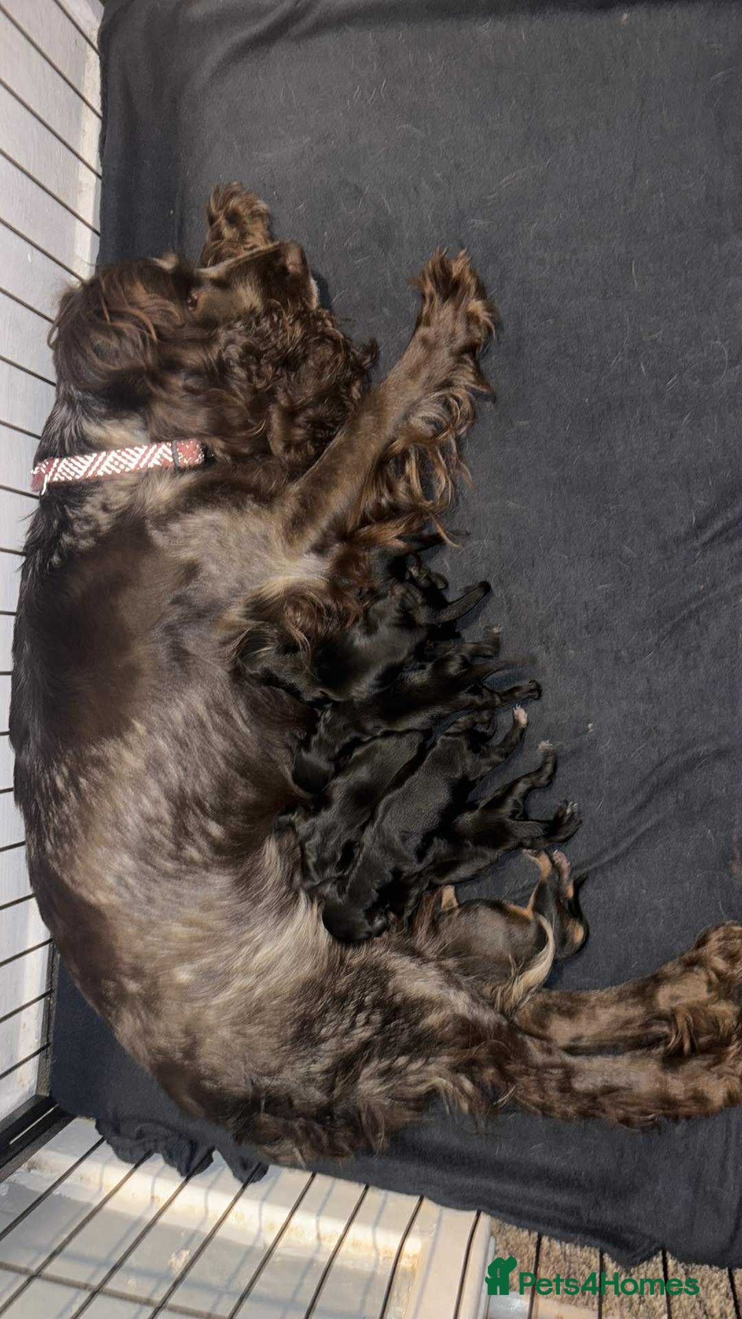 Cockapoo dogs for sale: Gorgeous cockapoo puppies  - Advert 2