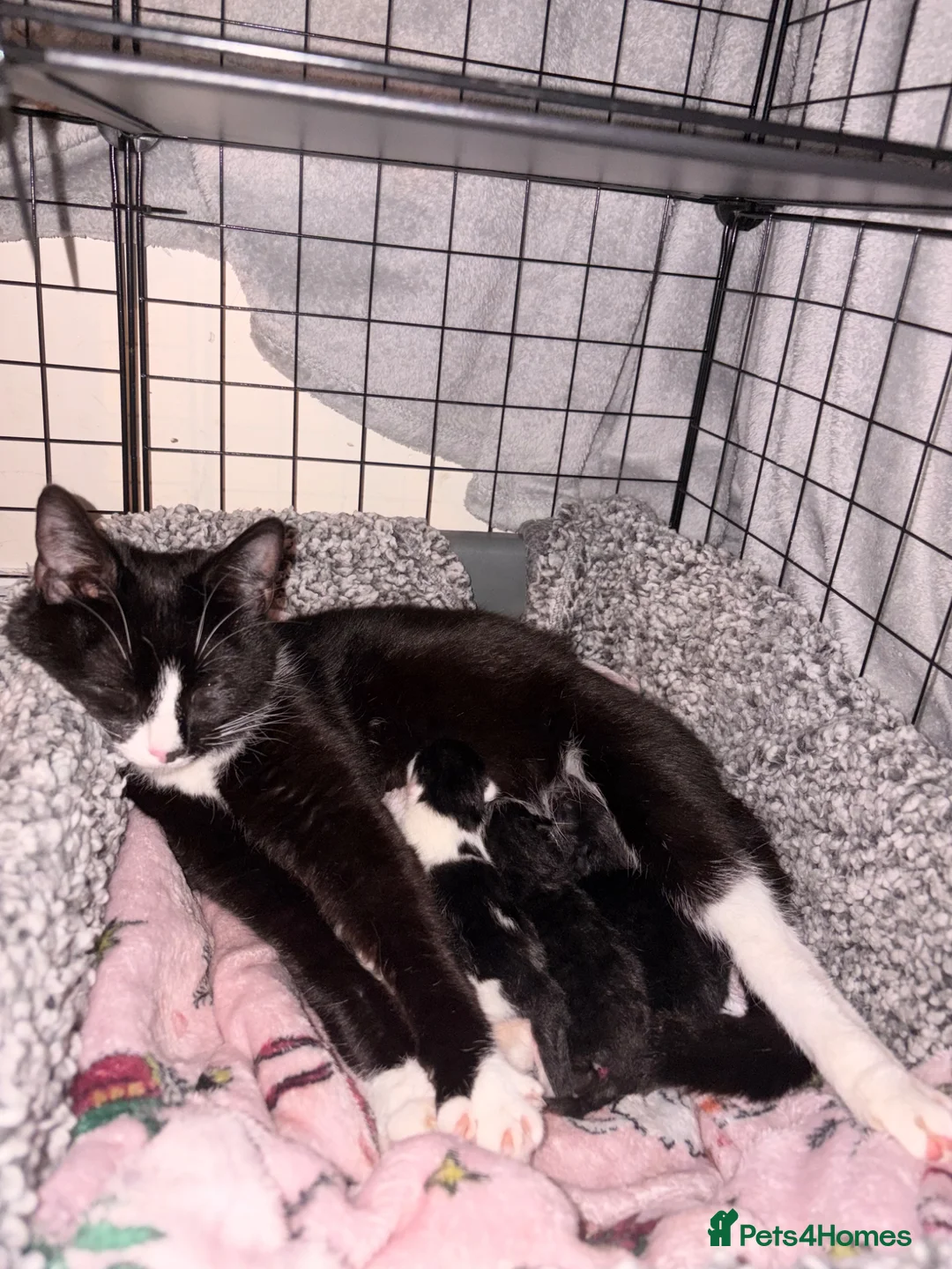 Mixed Breed cats for sale: Beautiful & Healthy kittens  - Advert 2