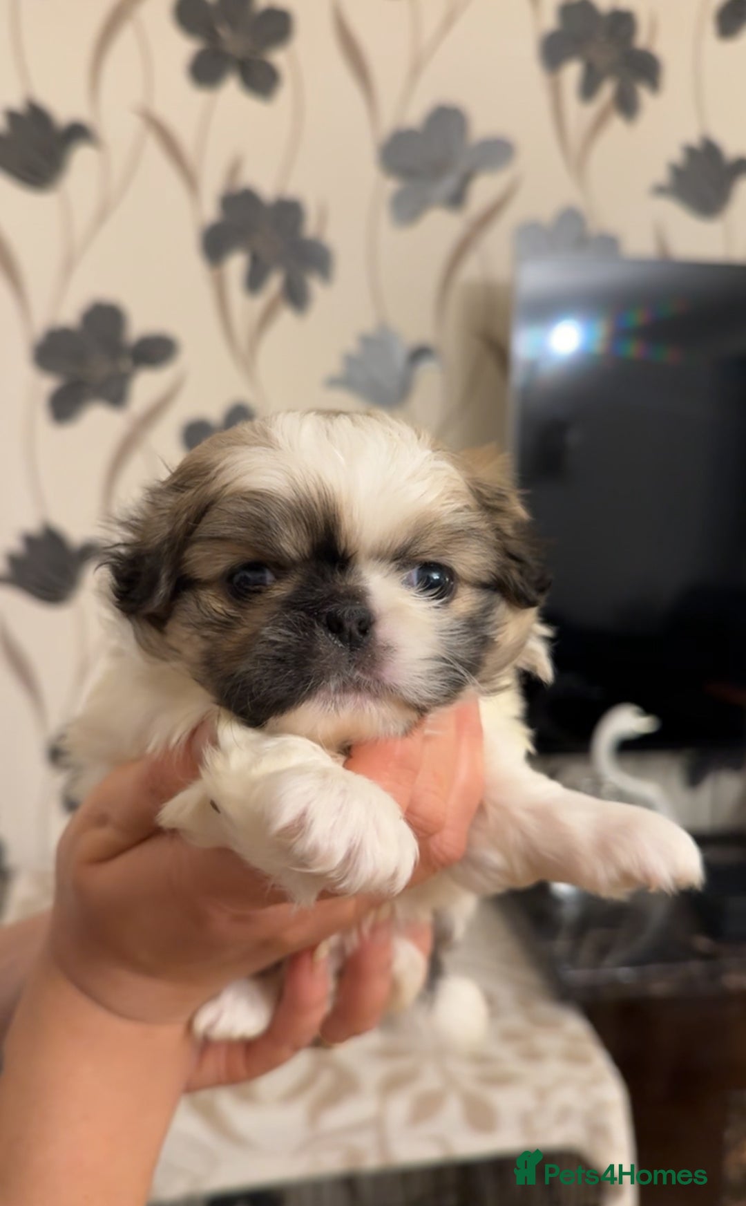 Pekingese dogs for sale: Pekingese puppies - Advert 4