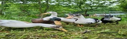 Waterfowl poultry for sale: 9 Runner hens and 1 Drake breeding/laying group  - Advert 2