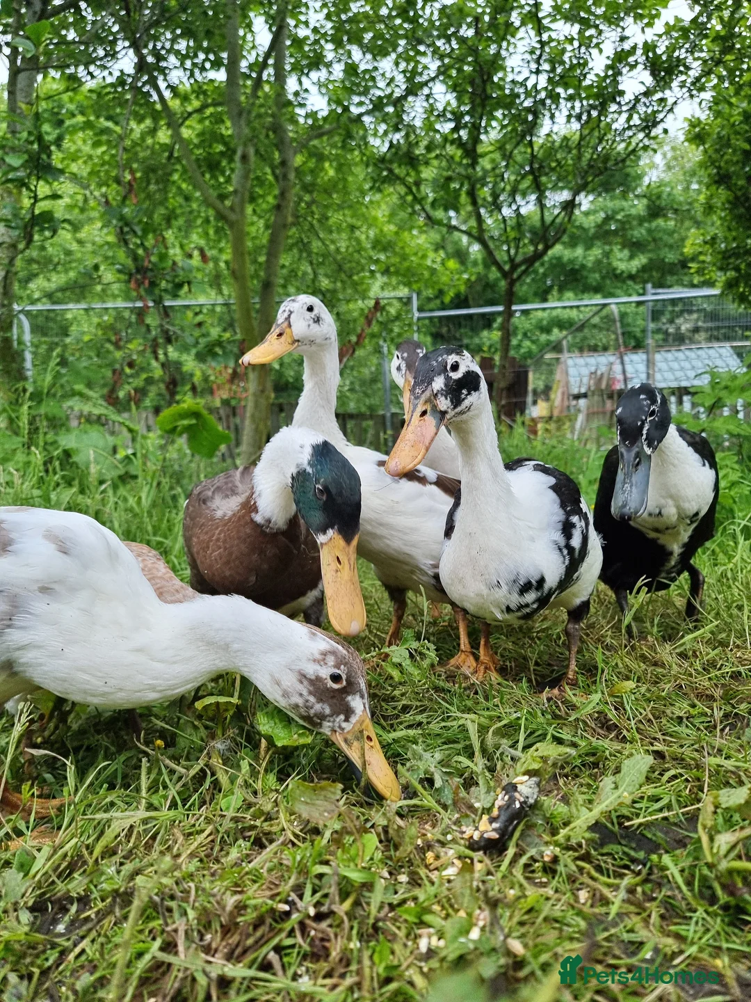 Waterfowl poultry for sale: 9 Runner hens and 1 Drake breeding/laying group  - Advert 2