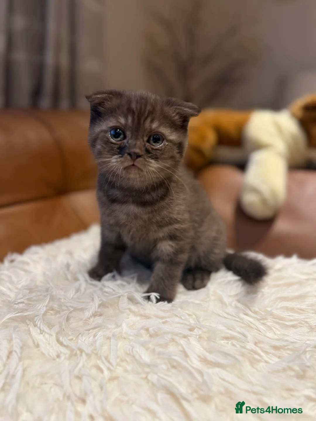 British Shorthair cats for sale: BSH x Fold Show quality choc boy  - Advert 5