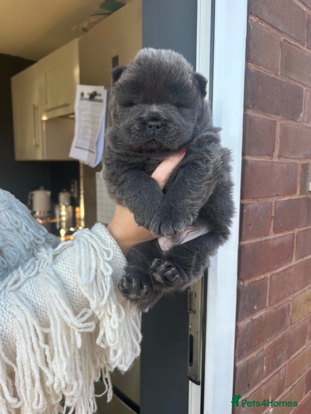 Chow Chow dogs for sale: Chow Chow puppy (top blood lines) - Advert 3