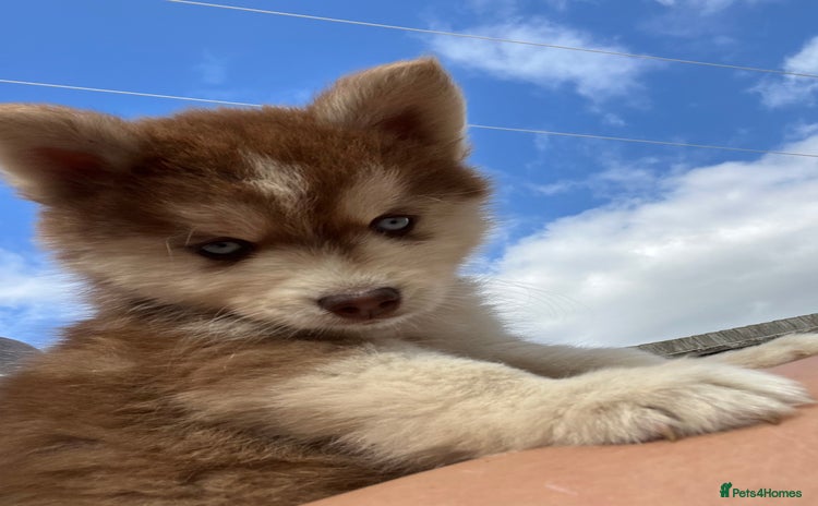 Pomsky dogs - Advert 2