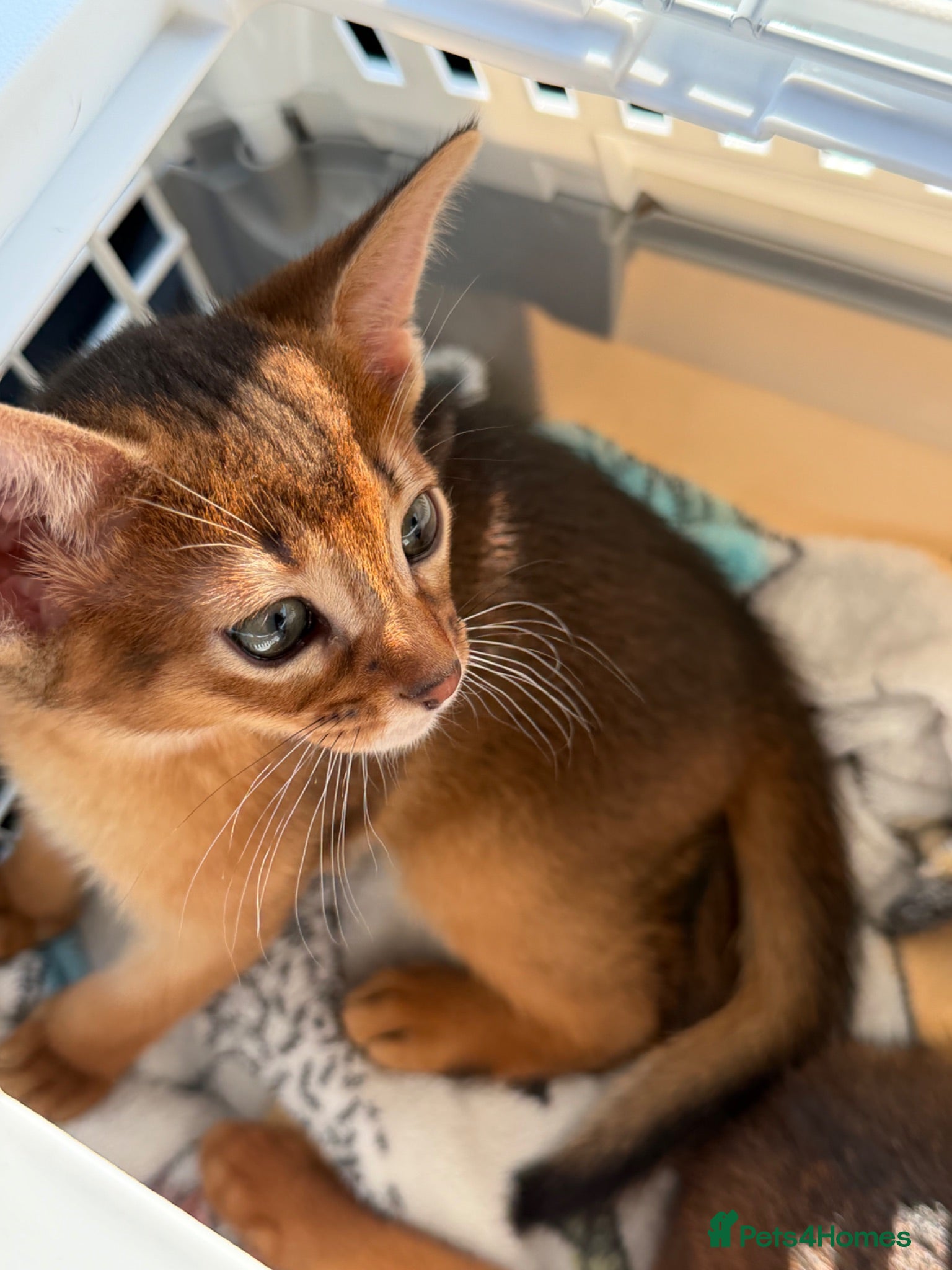 Abyssinian cats Only 1 Girl available 🎀 - Advert 2
