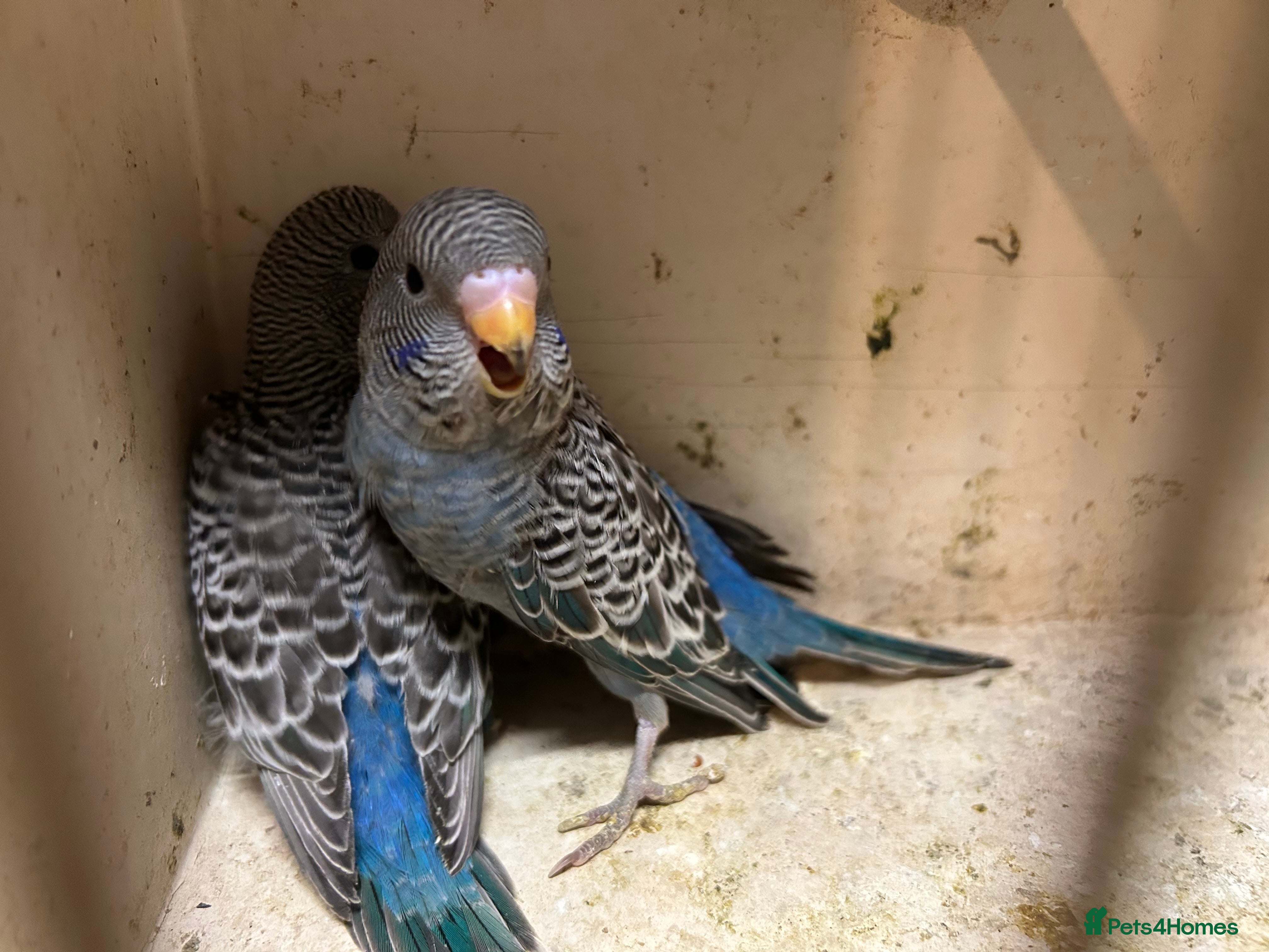 Budgerigars birds Black face, Black wing, splits, hogoromo budgies  - Advert 9