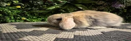 Mini Lop rabbits for sale: Superb pure bred mini lops available  - Advert 18
