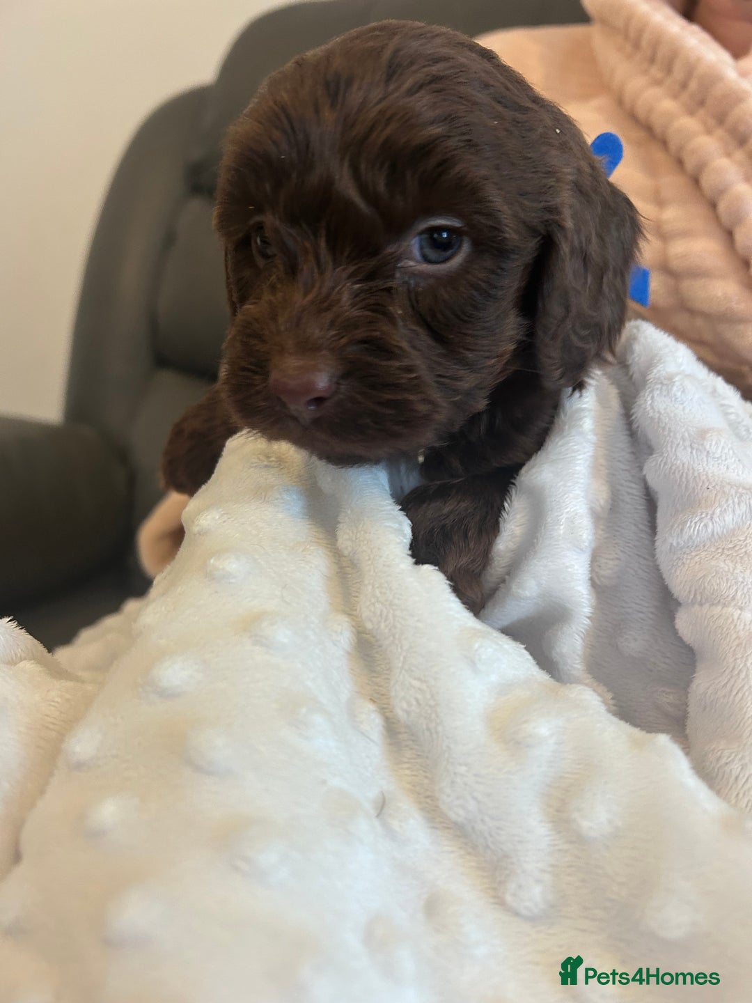 Cockapoo dogs for sale: Cockapoo puppies  - Advert 7