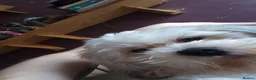 Cava Tzu dogs for sale: 16 month cava-tzu in Darwen - Advert 6