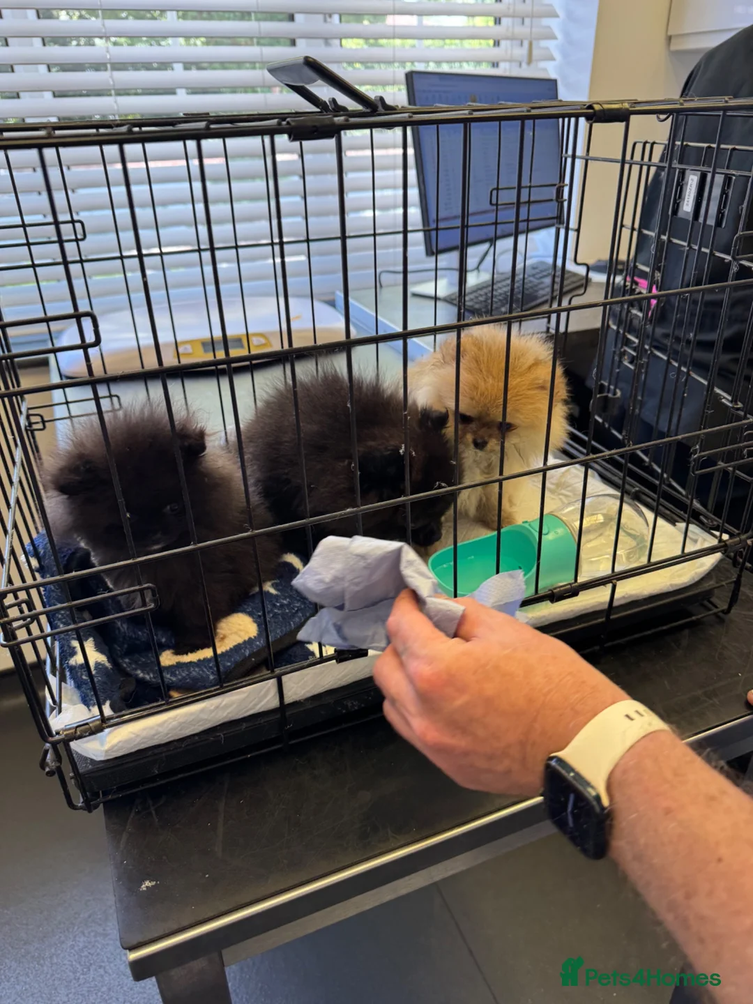 Pomeranian dogs for sale: Ready for Triple the Fluff! Our Pomeranian Trio  - Advert 2