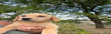 Labrador Retriever 7