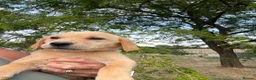 Labrador Retriever dogs for sale: 🖤🧡Fabulous Puppies Looking for a 5⭐️ home  - Advert 9