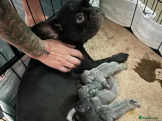 French Bulldog dogs 🐶French-bulldogs fluffy carriers🐾 - Advert 1