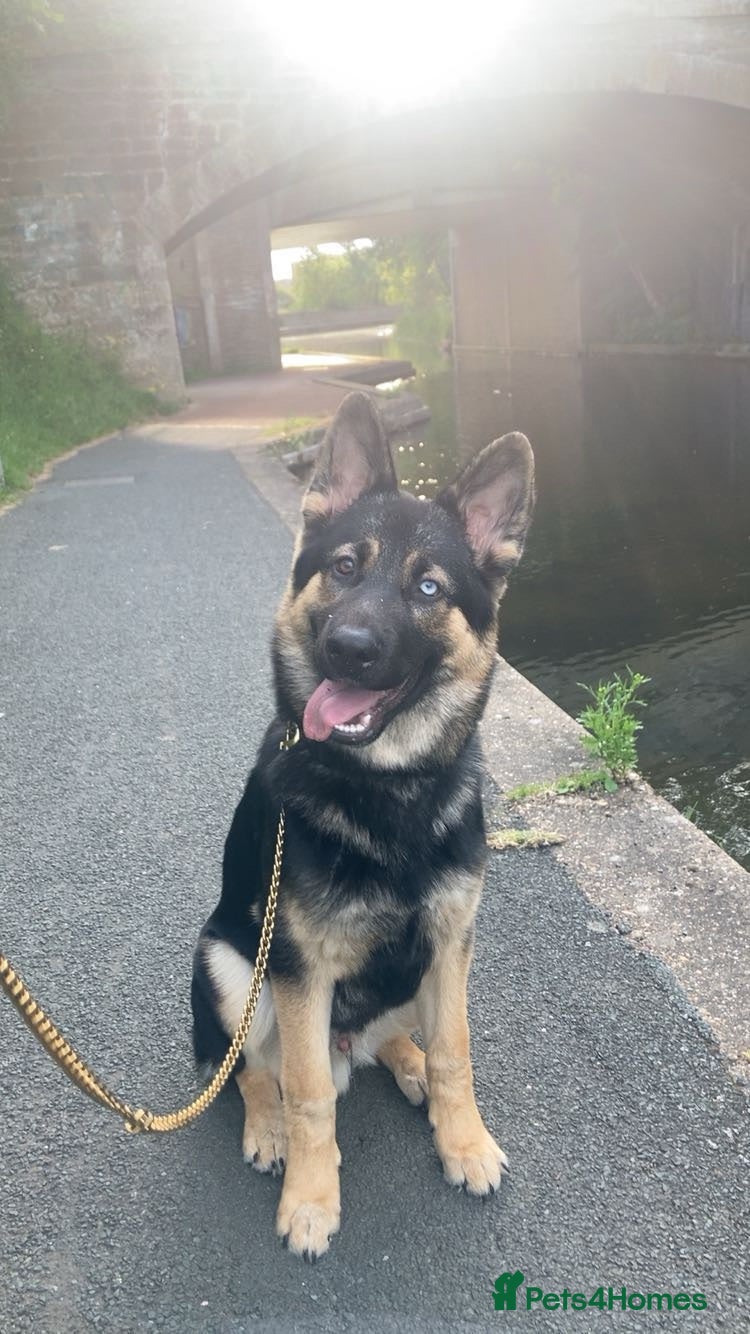 Mixed Breed dogs King (German shepherd cross Alaskan malamute) - Advert 9