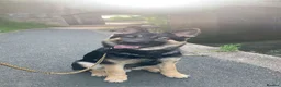 Mixed Breed dogs for sale: King (German shepherd cross Alaskan malamute) in Edinburgh - Advert 1