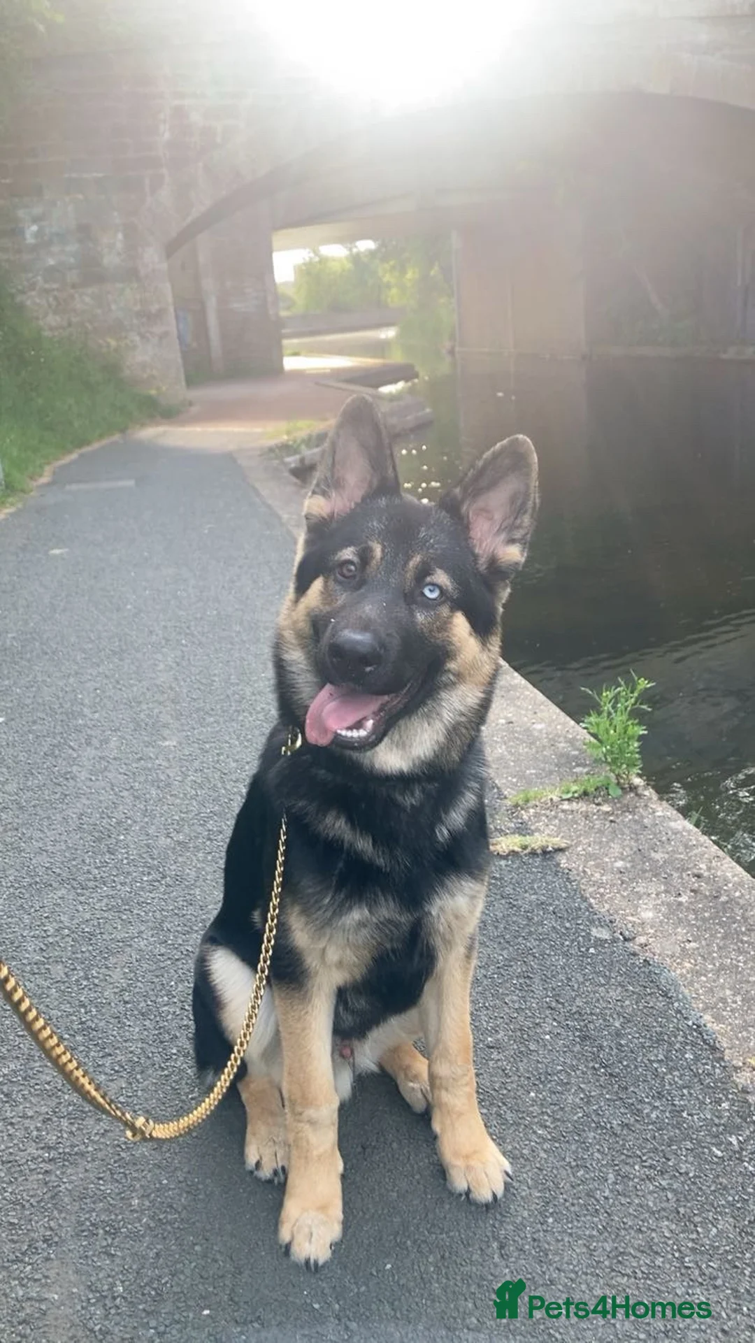 Mixed Breed dogs for sale: King (German shepherd cross Alaskan malamute) in Edinburgh - Advert 1