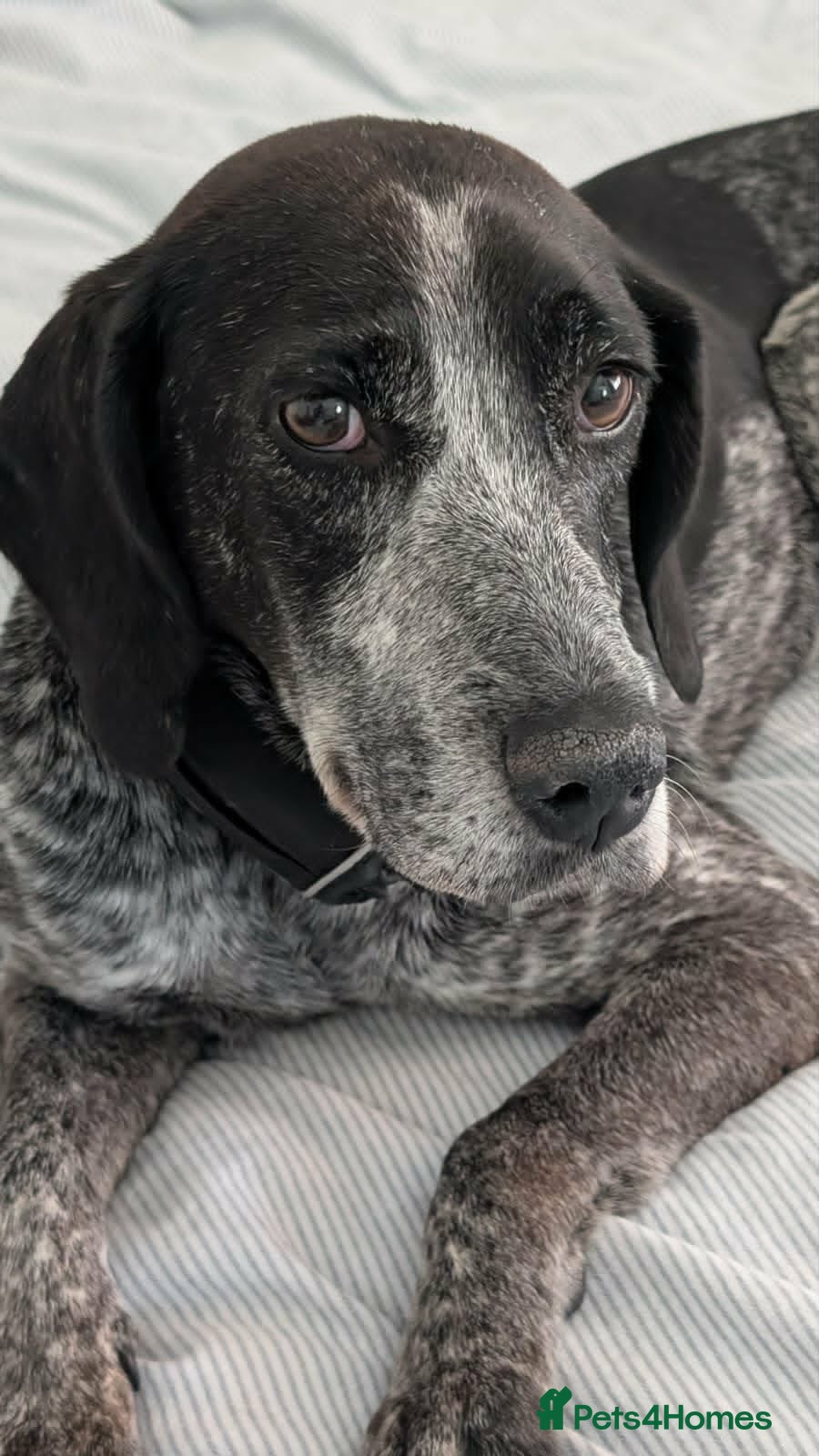 Pointer dogs for adoption: Sweet Marlie is looking for her golden basket in Crieff - Advert 5