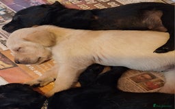 Labrador Retriever dogs for sale: Labrador Pups from Health Tested Parents. - Image 12