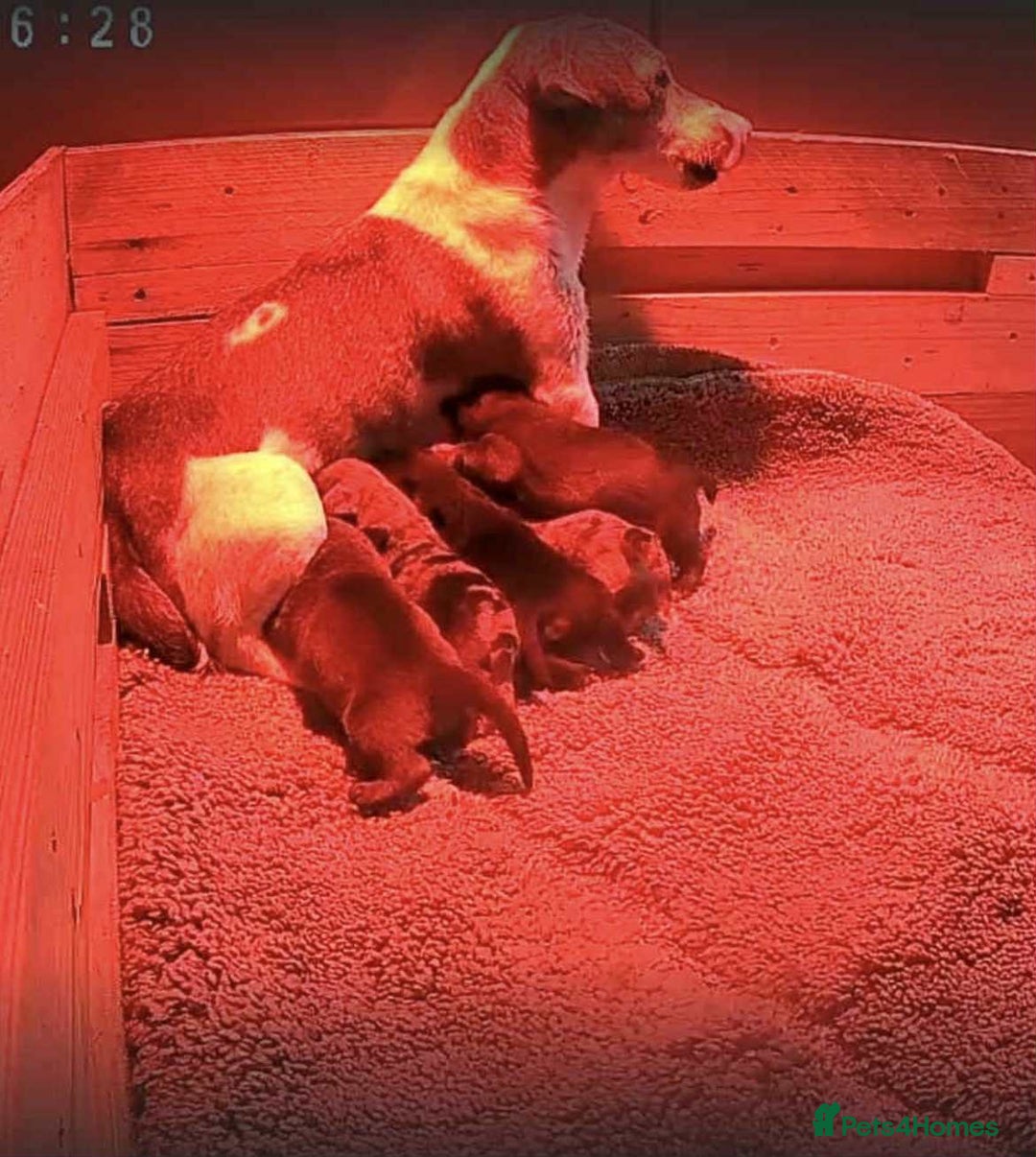 Mixed Breed dogs for sale: Dachshund x Jack Russell  - Advert 6