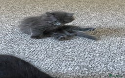 Mixed Breed cats for sale: 2 female kittens for sale! - Image 5