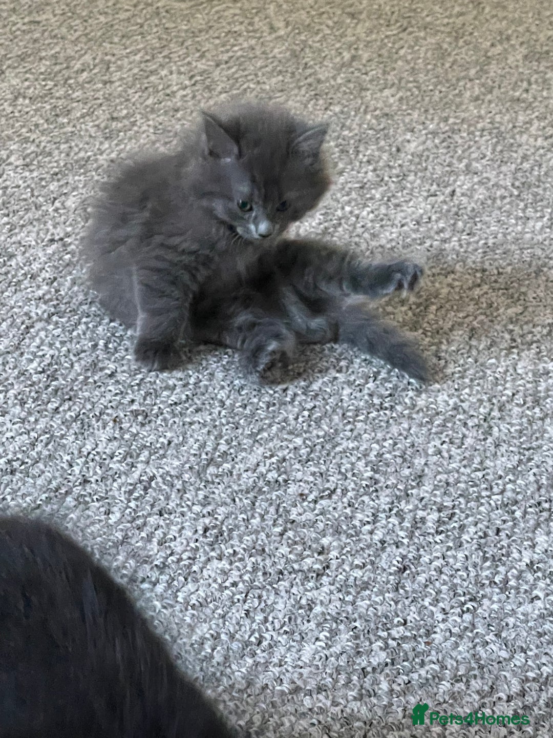 Mixed Breed cats for sale: 2 female kittens for sale! - Image 5