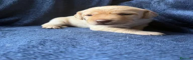 Yellow Labrador Pup