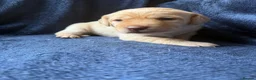 Labrador Retriever dogs for sale: READY NOW 1 Male Chocolate Labrador Puppy - Advert 24