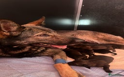 German Shepherd dogs for sale: Czech line German shepherds  - Image 16