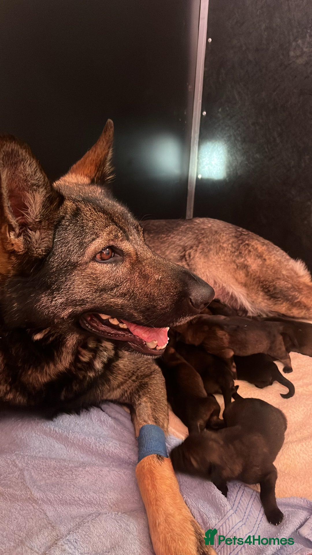 German Shepherd dogs for sale: Czech line German shepherds  - Image 16