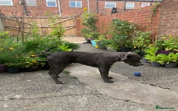 Mixed Breed dogs for sale: Ronald - Image 4