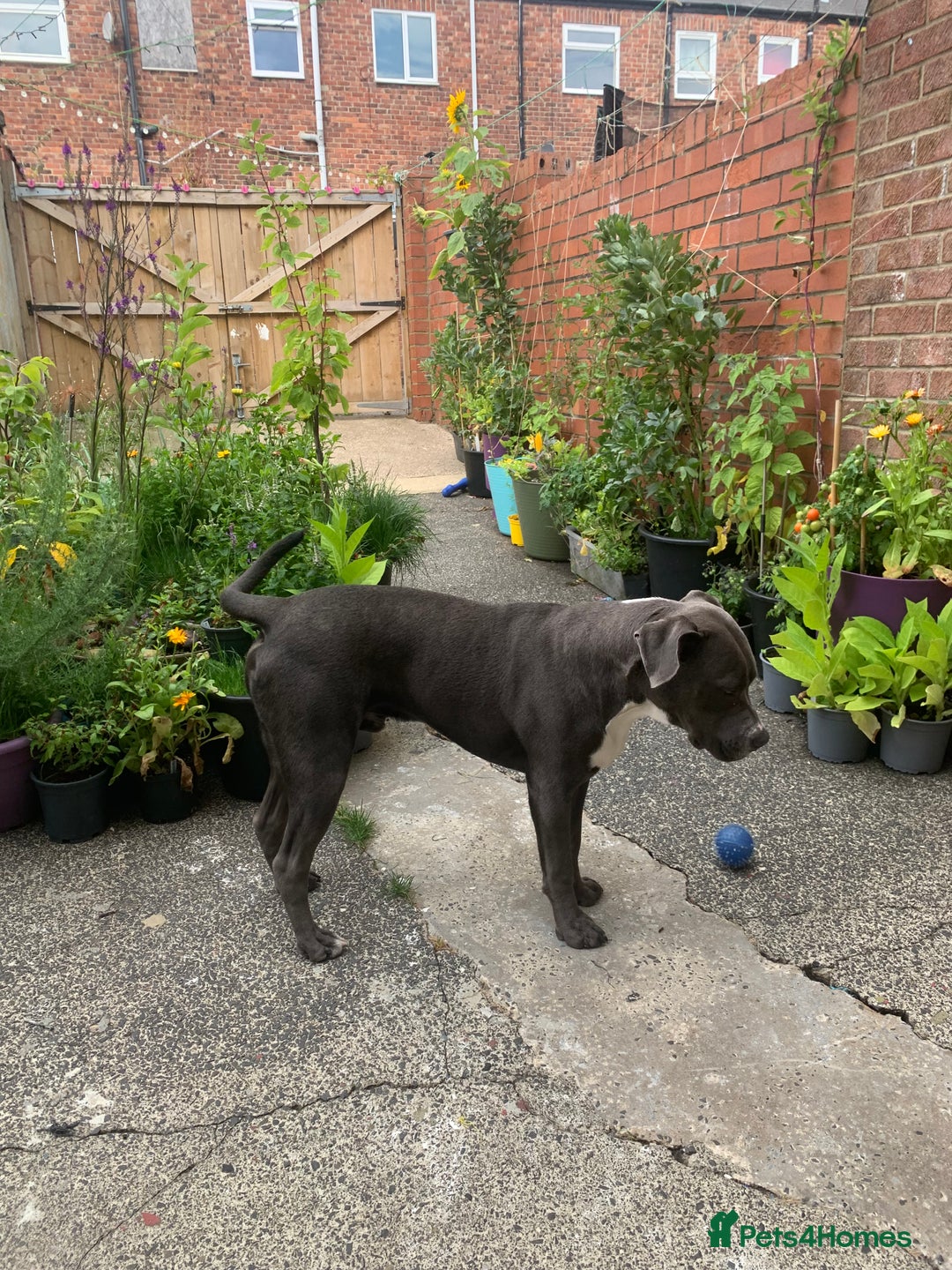 Mixed Breed dogs for sale: Ronald - Image 4