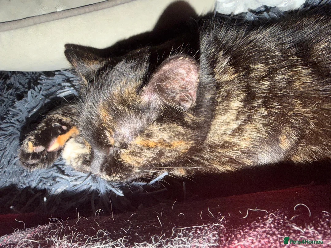 Domestic Shorthair cats for sale: 4 month old Female Domestic Shorthair  - Advert 4