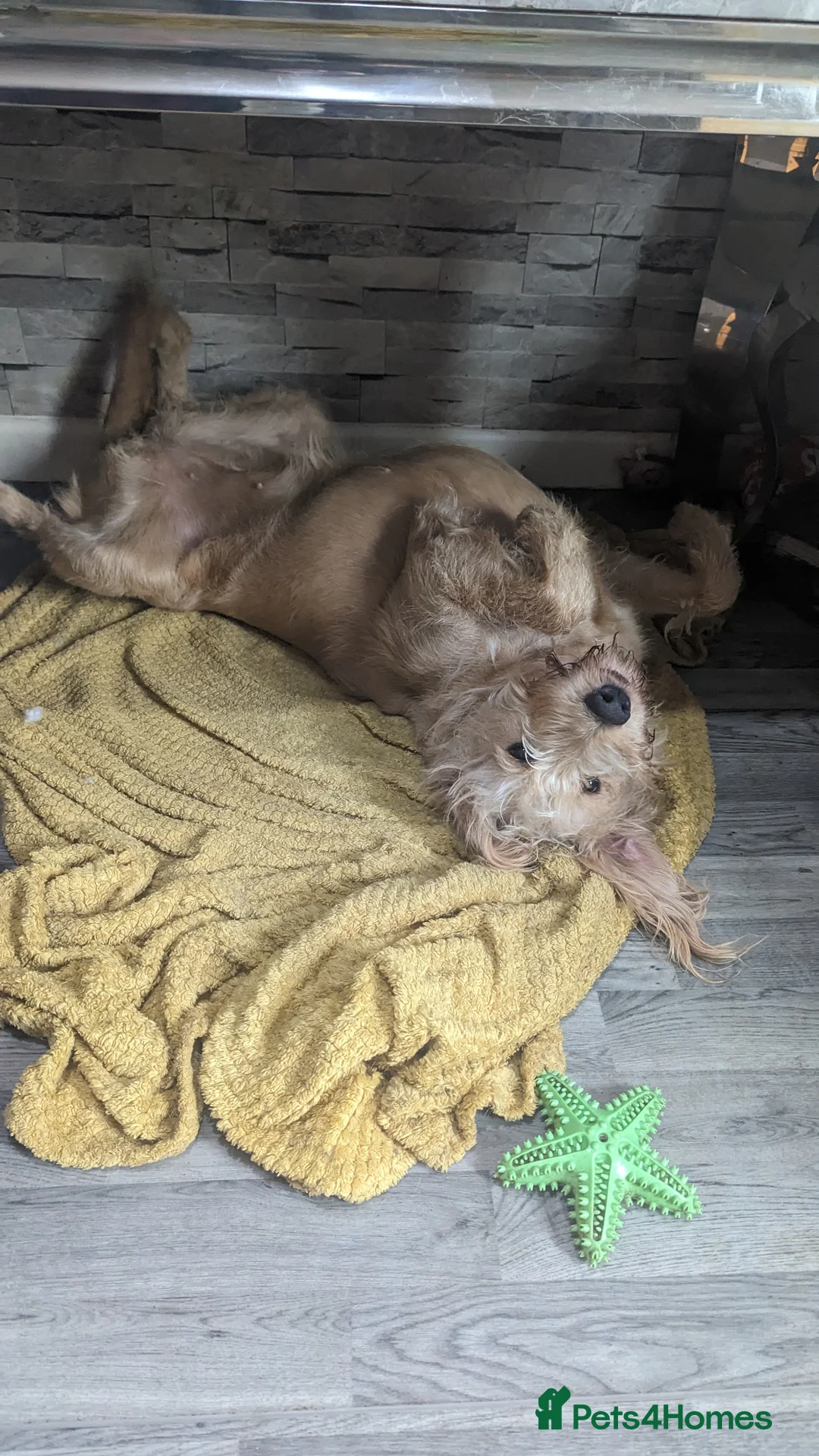 Labradoodle dogs for sale: Labradoodle girl for sale - Advert 2