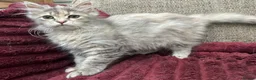 Siberian cats for sale: Blue/cream Silver Tortie Siberian Kitten - Advert 4