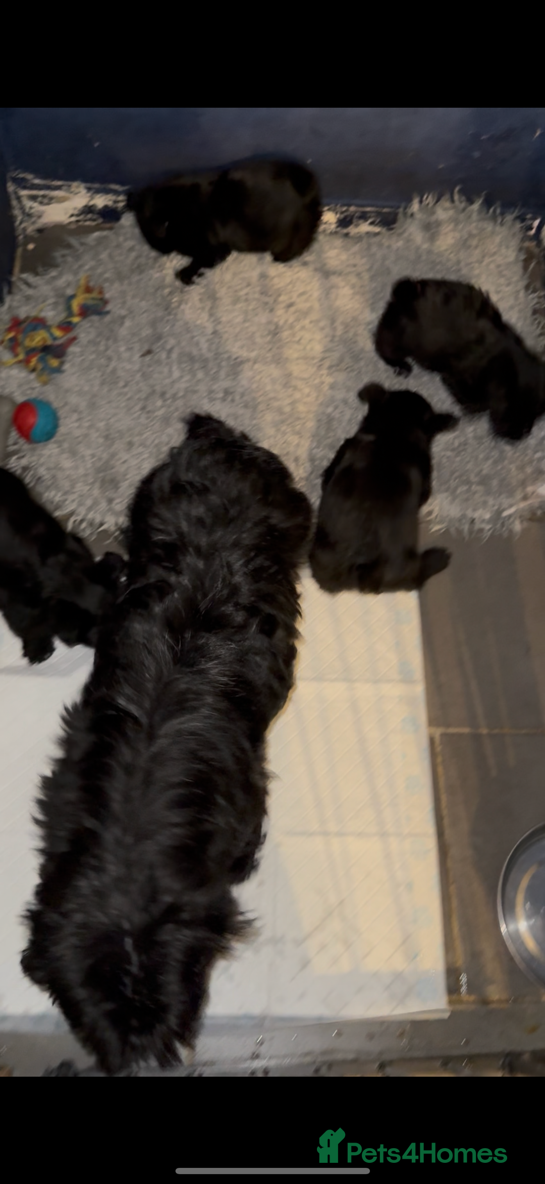 Scottish Terrier dogs for sale: Gorgeous Scottish terrier puppies - Image 9
