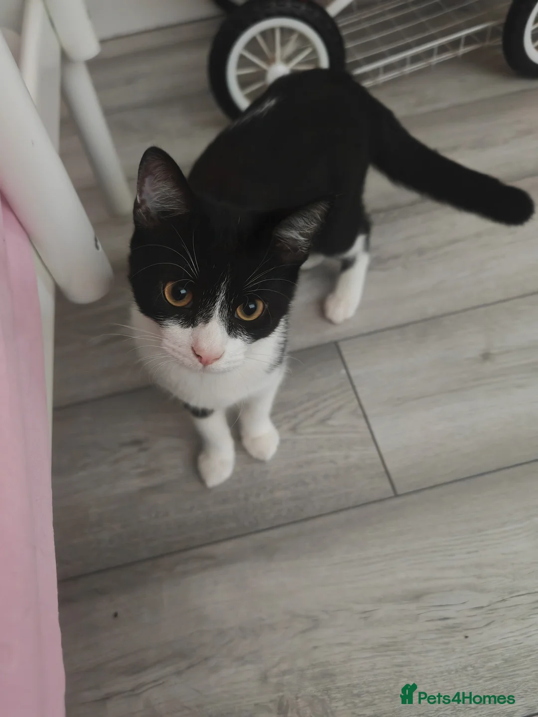 Mixed Breed cats for sale: Oreo oreo - Advert 1