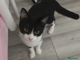 Mixed Breed cats Oreo oreo - Advert 4