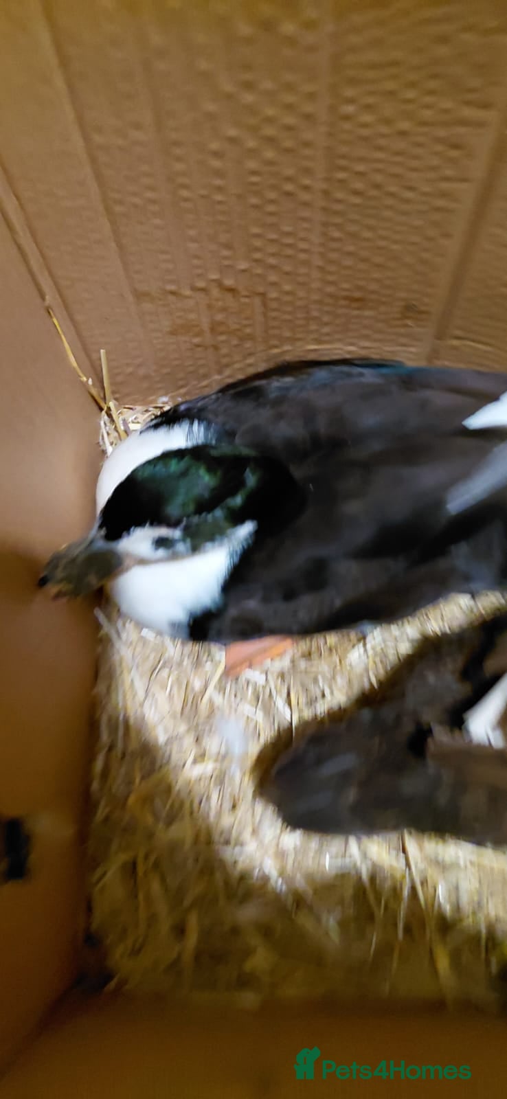 Ducks poultry Khaki campell drake for sale  - Advert 1