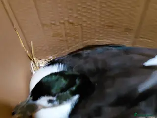 Ducks poultry Khaki campell drake for sale - Advert 1