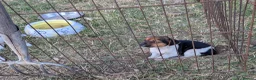 Jack Russell dogs for sale: Jack Russell puppies - Advert 6