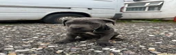 Cane Corso dogs for sale: Female cane corso - Advert 4