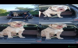 Mastiff dogs for stud: Molesser Mastiff stud (bandogge) - Image 3