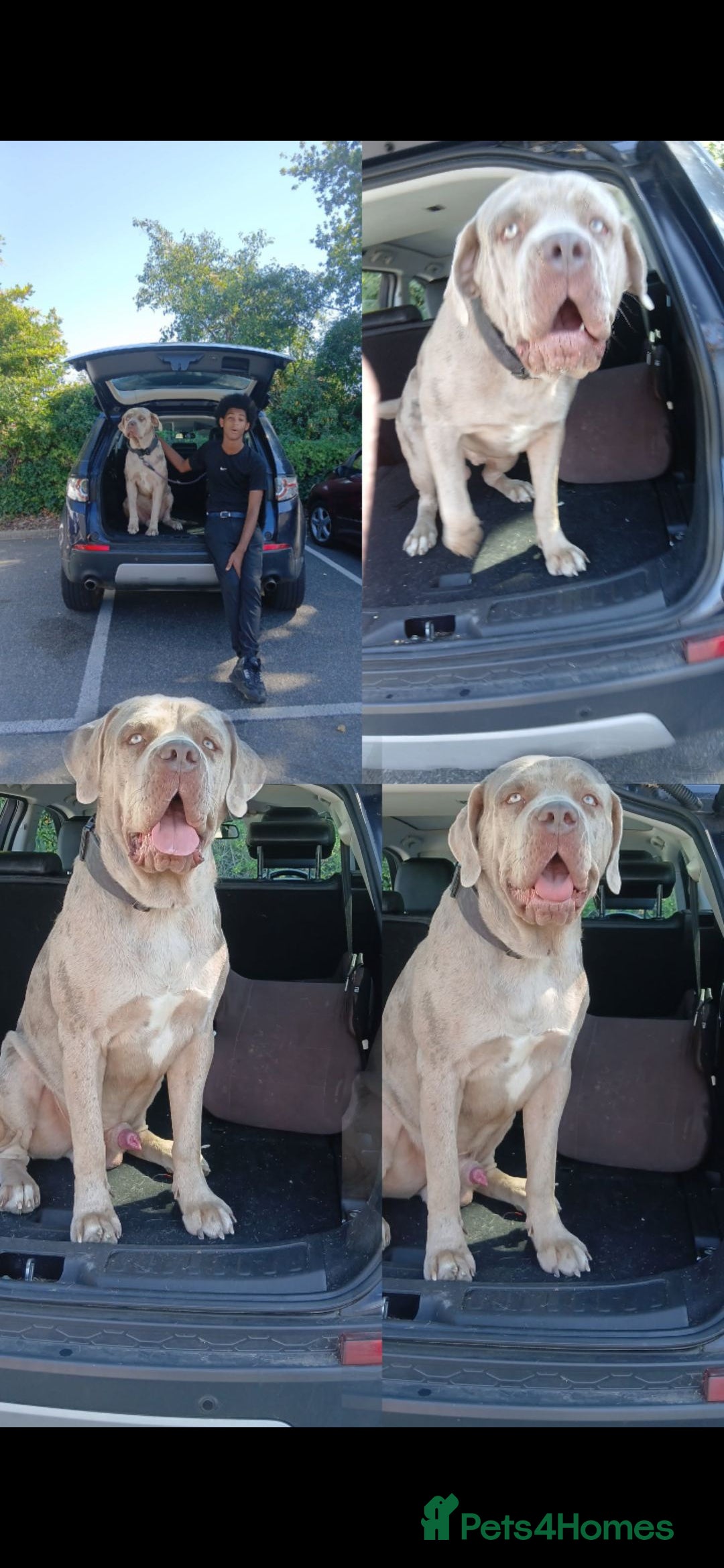 Mastiff dogs for stud: Molesser Mastiff stud (bandogge) - Image 3
