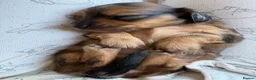 Miniature Dachshund dogs for sale: Beautiful miniature long hair dachshund  - Advert 1