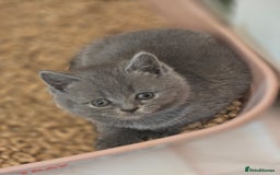 British Shorthair cats for sale: British shorthair  - Image 8