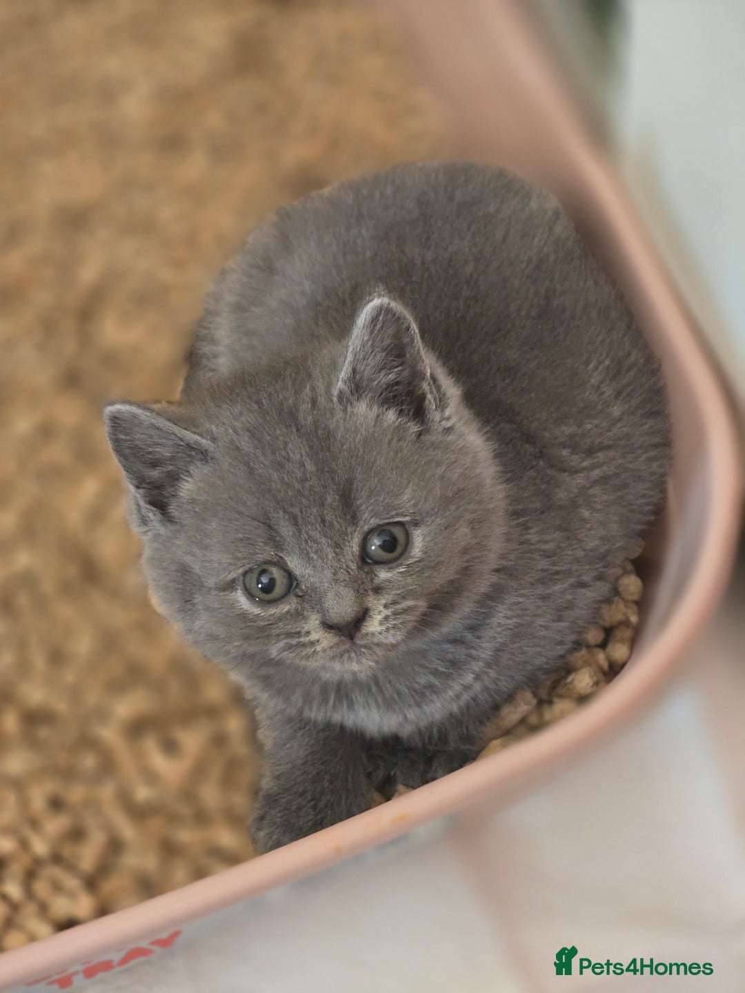 British Shorthair cats for sale: British shorthair  - Image 8