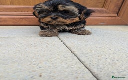 Shorkie dogs for sale: Little bundles of joy 🩵🩷 - Image 40