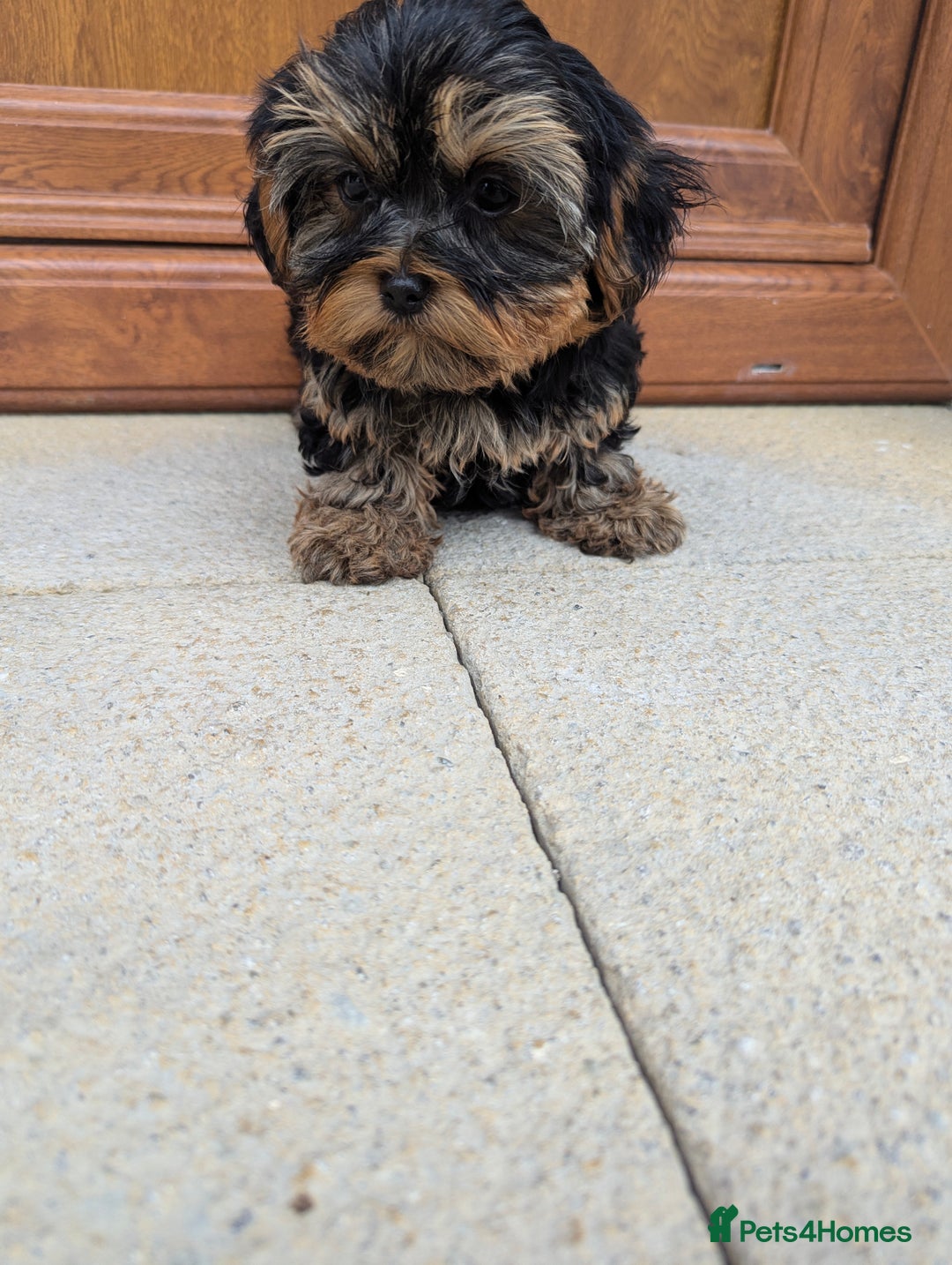 Shorkie dogs for sale: Little bundles of joy 🩵🩷 - Image 40